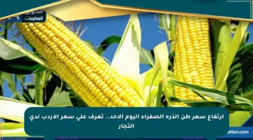 ارتفاع سعر طن الذرة الصفراء اليوم الأحد.. تعرف على سعر الأردب لدى التجار